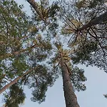 Luxury With Sauna In The Pine Forest Close To Centre Vilnius