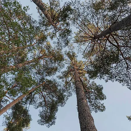 Luxury With Sauna In The Pine Forest Close To Centre Vilnius