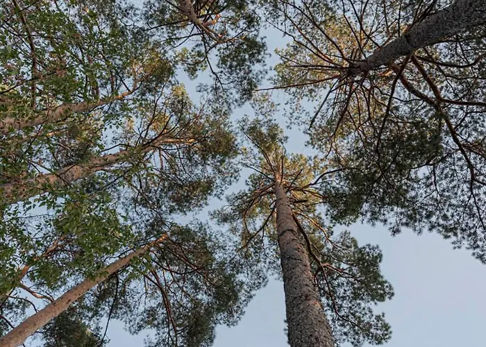 Luxury With Sauna In The Pine Forest Close To Centre Vilnius